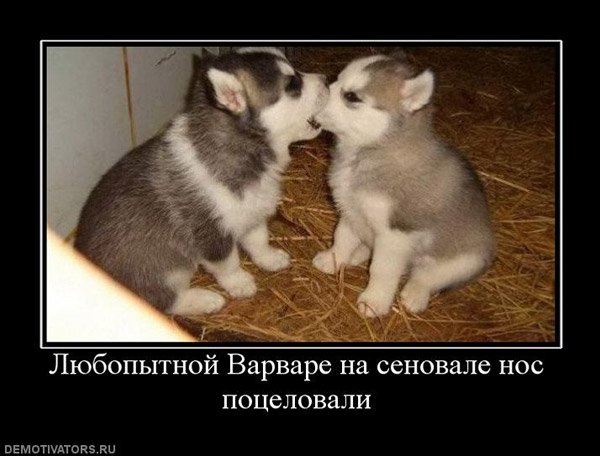 Демотиваторы про преданность собак