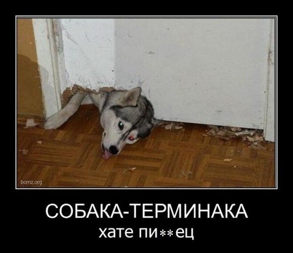 Хаски надпись