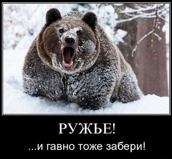 Медведь демотиватор