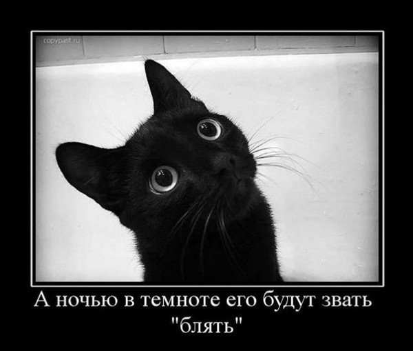 Черный кот прикол