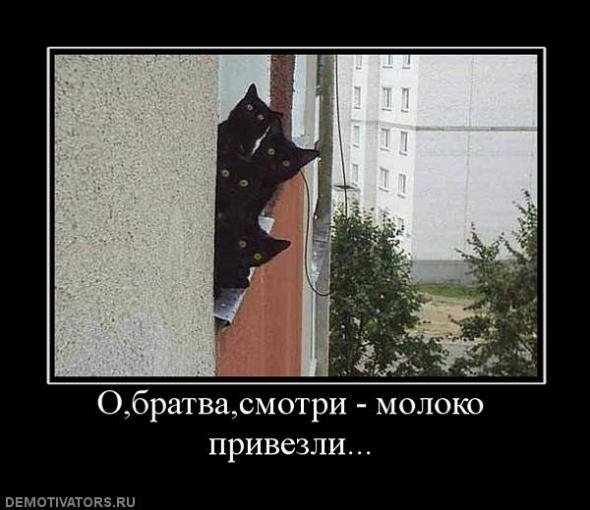 Они придут за тобой коты