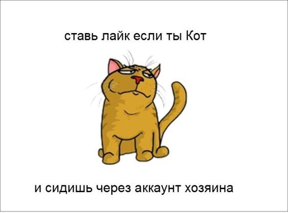 Котик поставь лайк