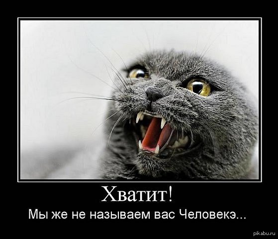 Мемы про котов с надписями