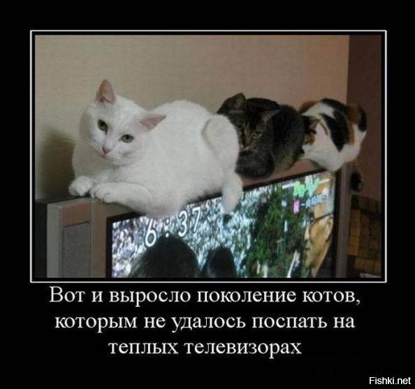 Поколение котов
