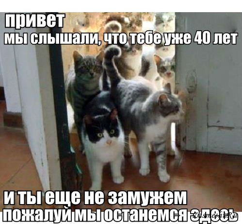 Сильная и независимая женщина с кошками