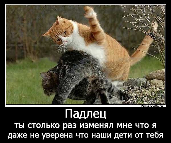 Демотиваторы кошки
