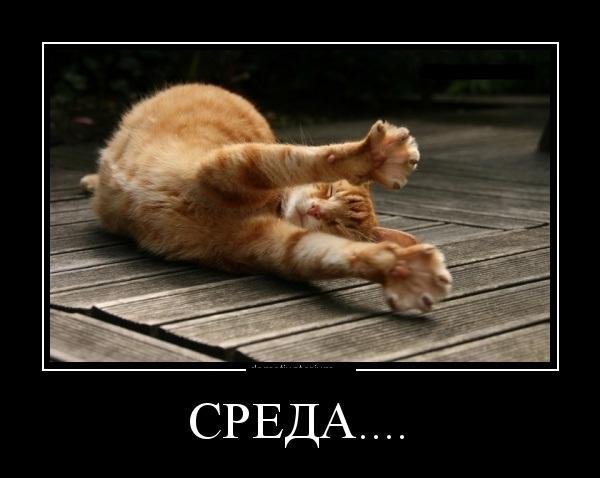 Смешное про среду