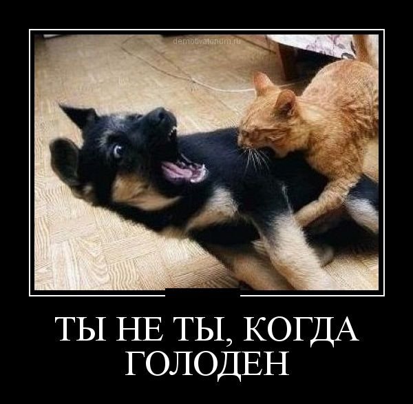 Голод прикол