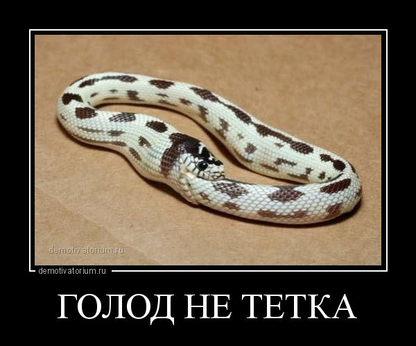 Смысл пословицы голод не тётка