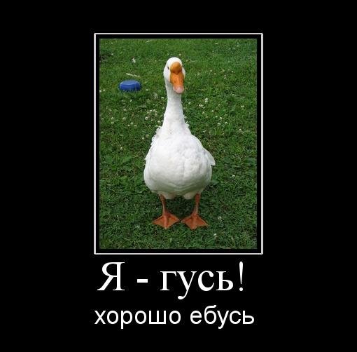 Шутки про гуся