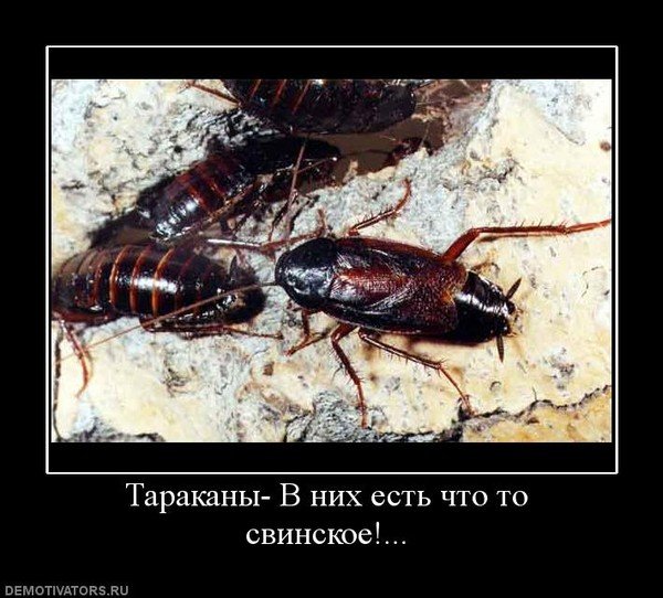 Таракан прикол