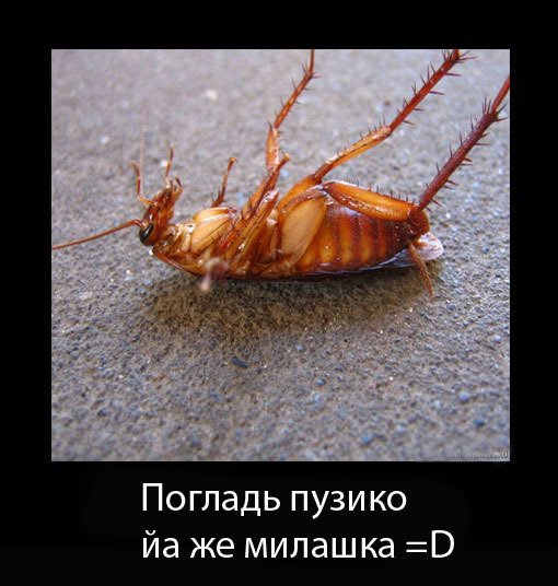 Тараканы в голове приколы