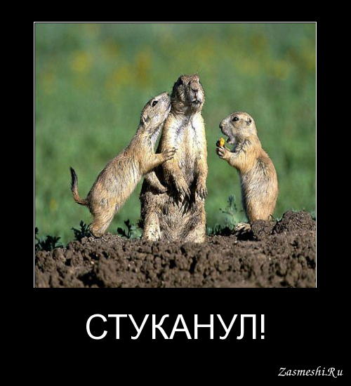Стукач Мем