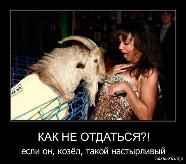 Мухи козлы