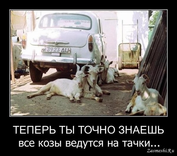 Козел демотиватор