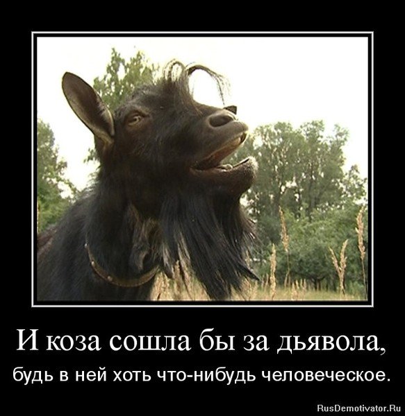 Смешные фразы про козу