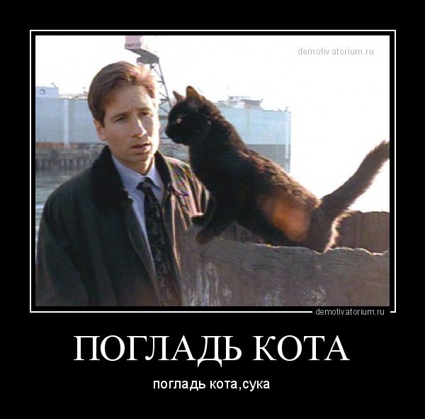 Погладь кота сука демотиватор