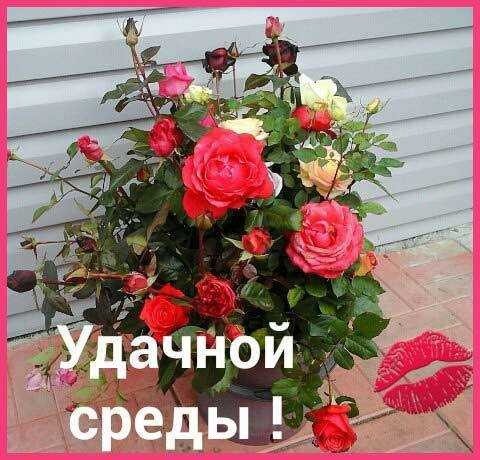 Удачной среды
