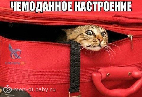 Чемоданное настроение приколы