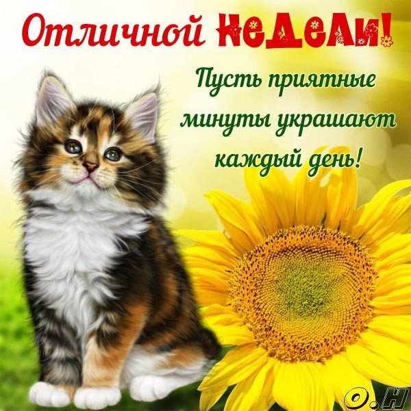 Хорошей недели и отличного настроения