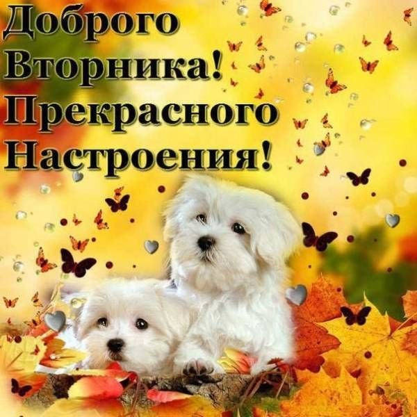 С добрым утром вторника