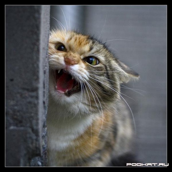Плохое настроение котики