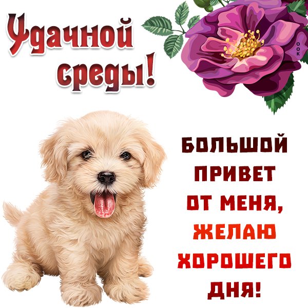 Поздравление со средой