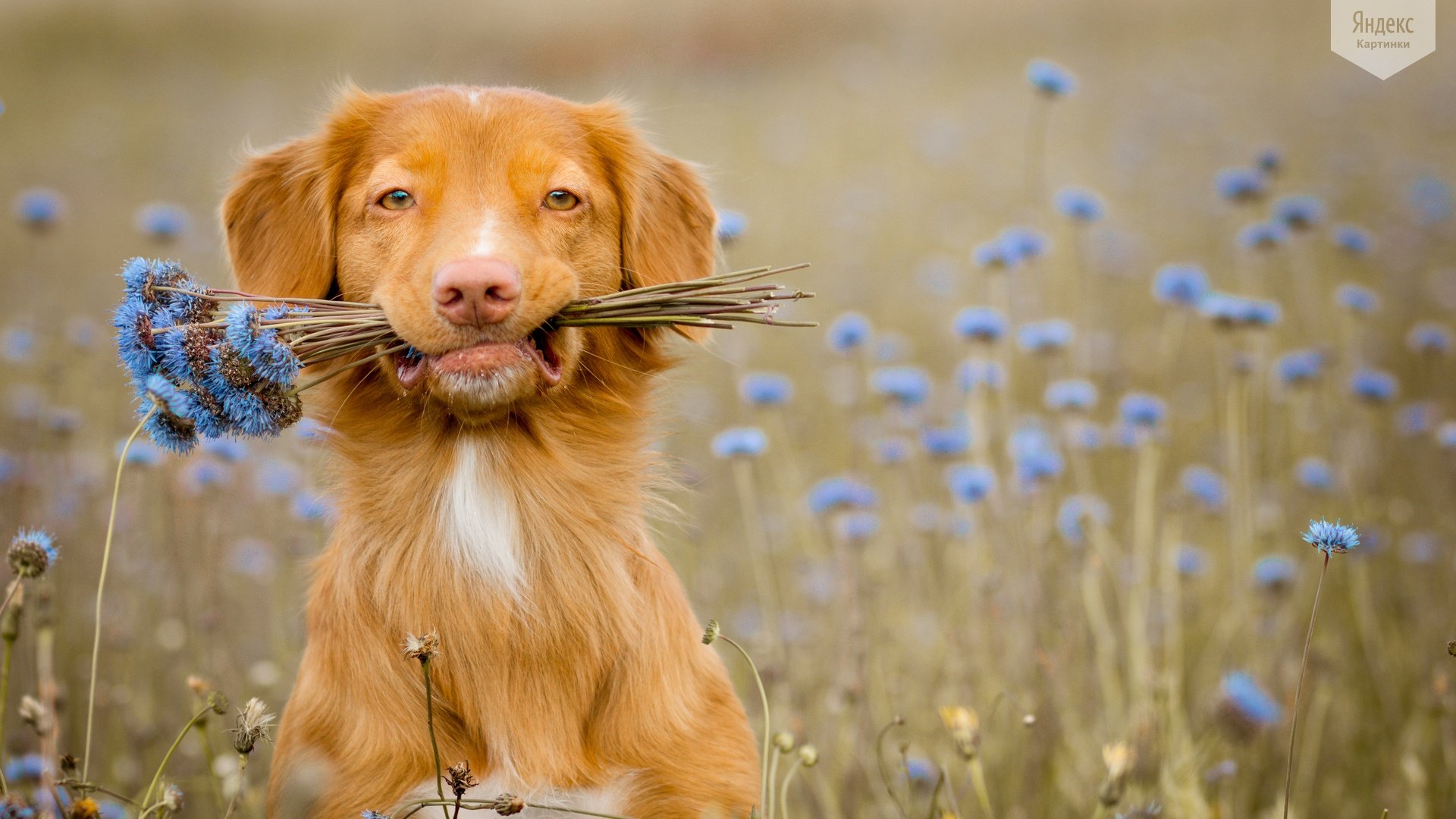 Очень добрые картинки. Животные радуются. Собака с цветами в зубах. Лето животные. Собака лето.
