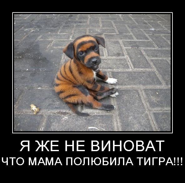 Гордый котенок