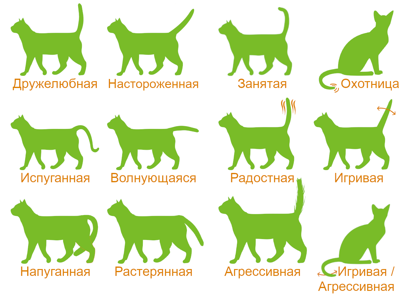 Что значит если кот сидит. Настроение кошки по хвосту. Настроение котов по хвостаа. Как определить настроение кошки по хвосту. Язык хвоста у кошек.