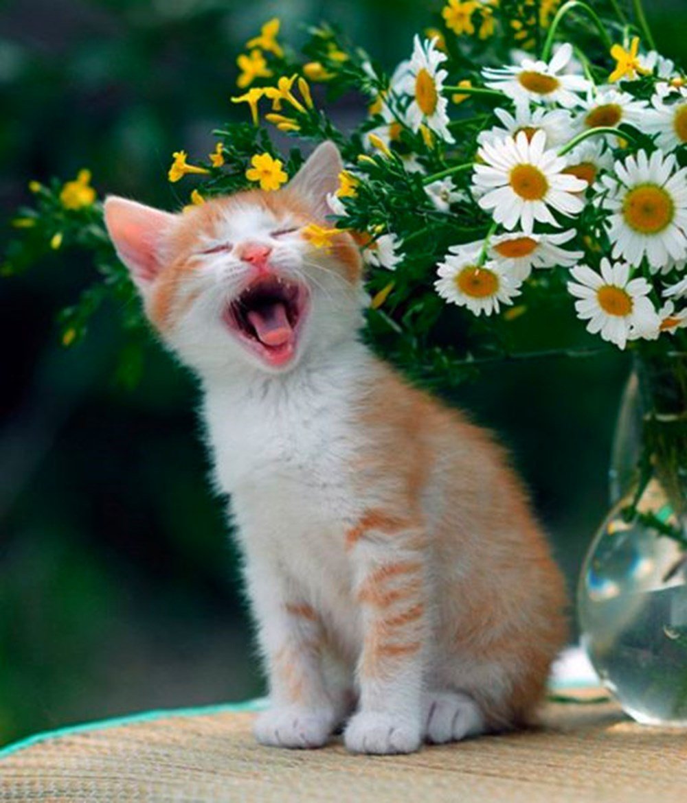 Добро утро хорошего дня с котиками. Котенок в ромашках. Цветы и животные. Настроение весны. Летний кот.