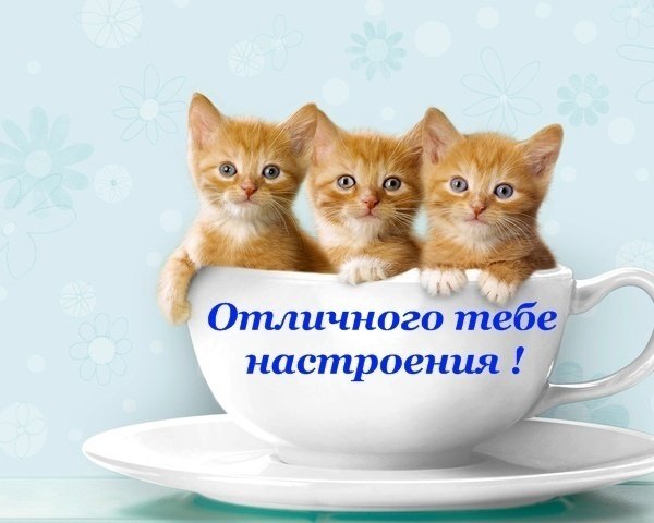 Хорошего дня и отличного настроения кот