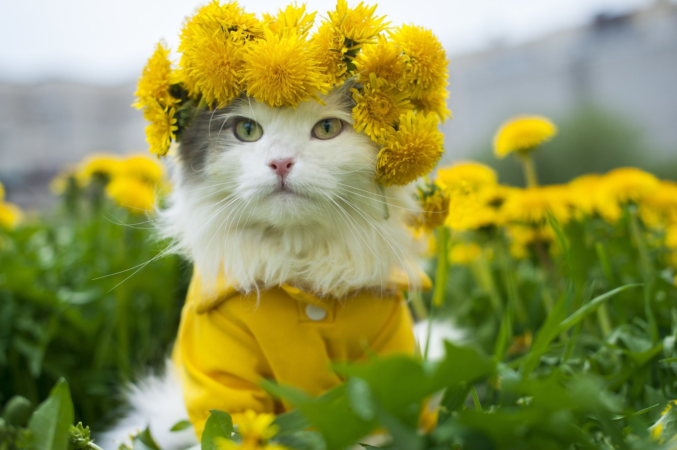 Весеннего доброго дня с животными. Кот в одуванчиках. Позитивные животные. Кот в венке из одуванчиков. Классного настроения.