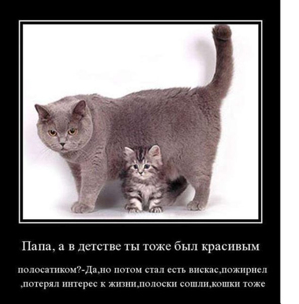 Коты демотиваторы