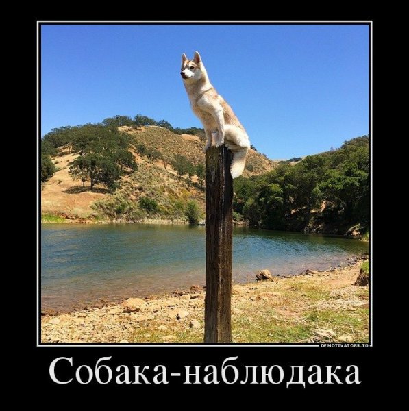 Прикольные демотиваторы