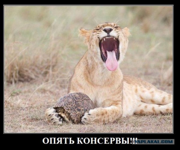 Демотиваторы про вторник