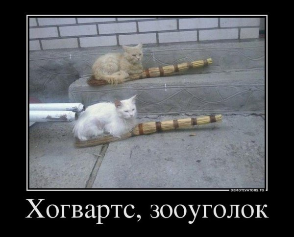 Демотиваторы Триникси смешные