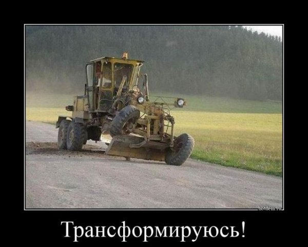 Собака за рулем демотиватор