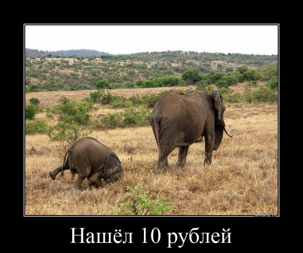 Демотиватор профессионал