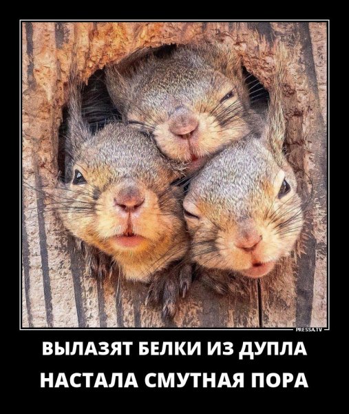 Шутки про гепардов