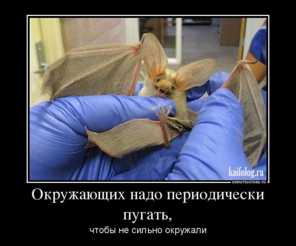 Юмор картинки демотиваторы