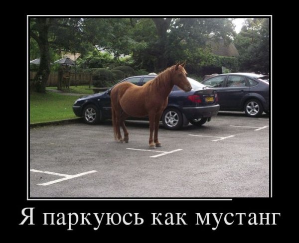 Собака демотиватор
