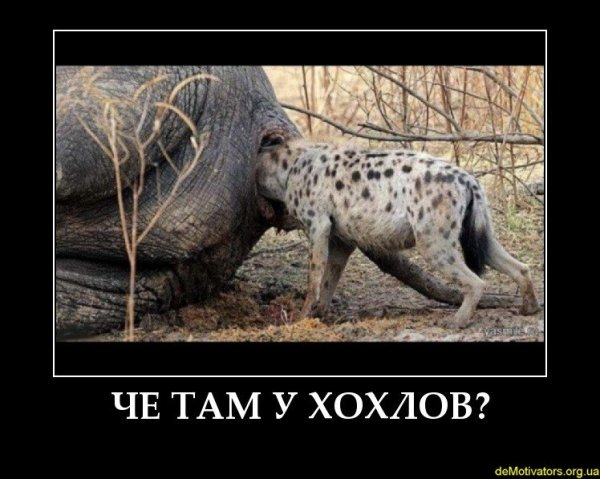 Демотиватор и че