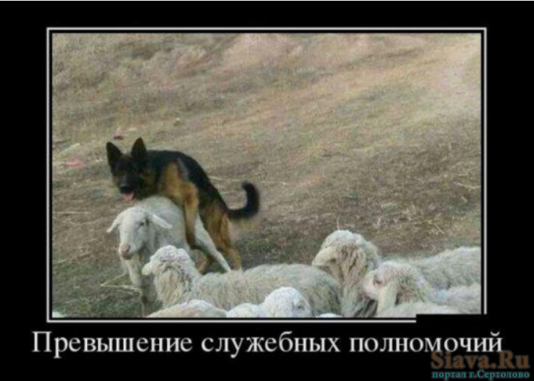 Самые смешные демотиваторы