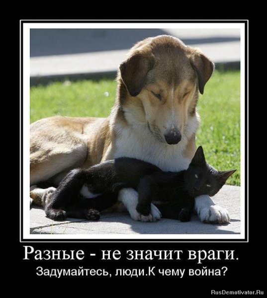 Смешные добрые демотиваторы