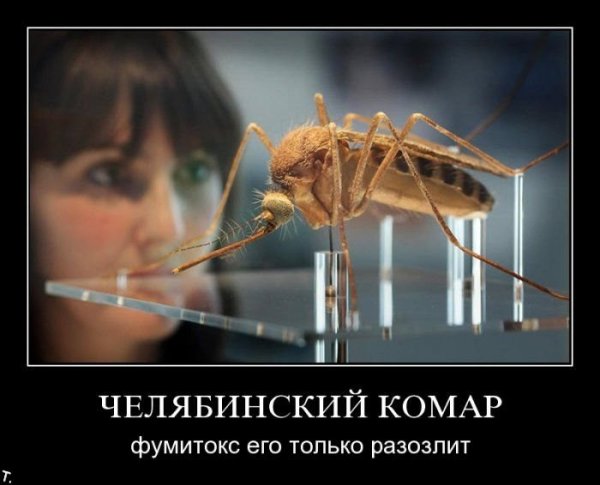 Комар прикол
