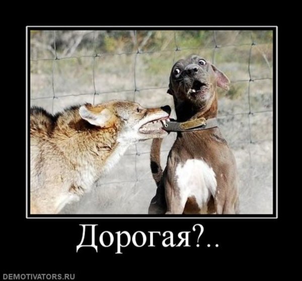 Ошейник демотиватор