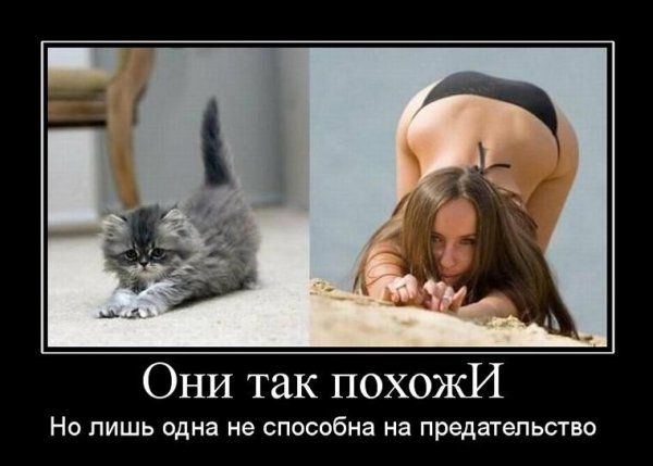 Коты и девушки демотиваторы