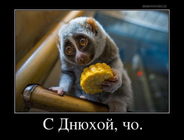 Демотиваторы про день рождения смешные и прикольные