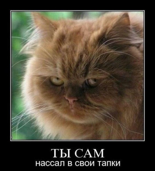 Котэ демотиваторы